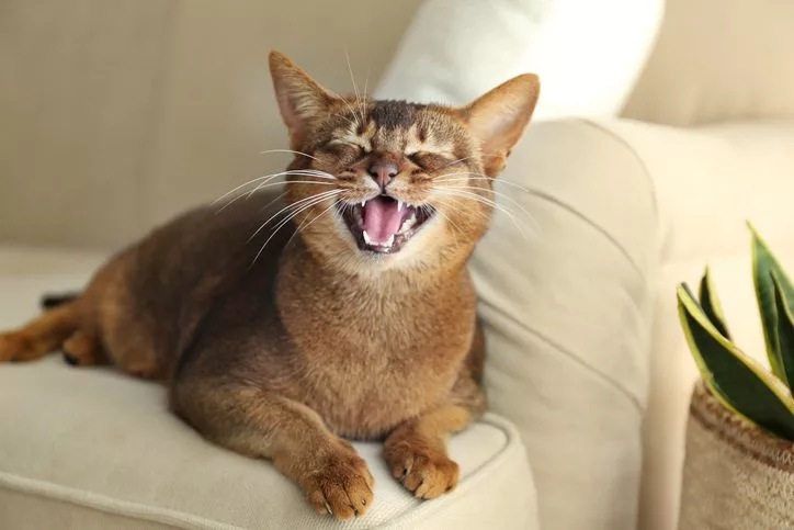 cat smiling on couch