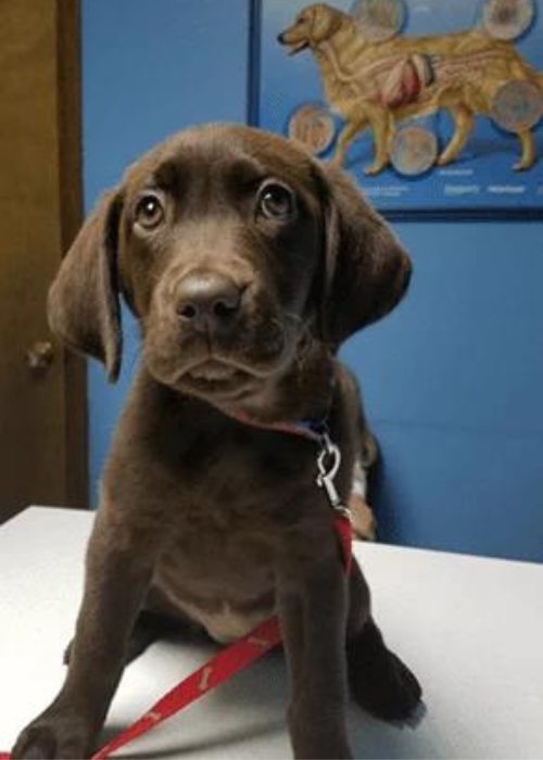 brown puppy at the vet