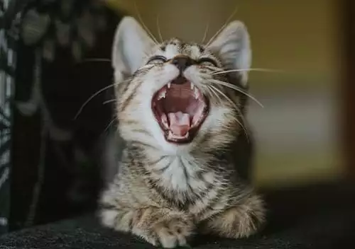 kitten-yawning