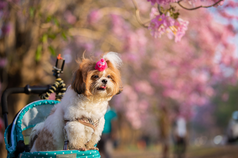beautiful-spring-portrait-shih-tzu-dog-blossoming-flower-pink-park