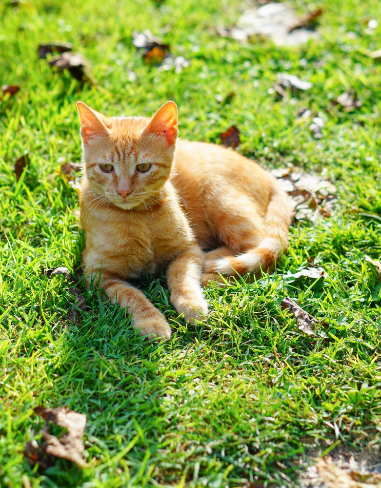 closeup-shot-orange-kitten-grass-lying-its-side-sunny-day