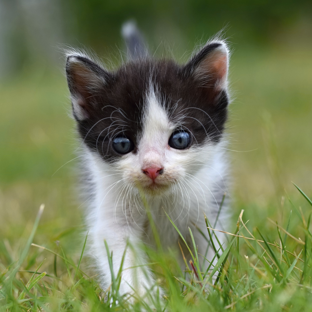 kitty blue eyes