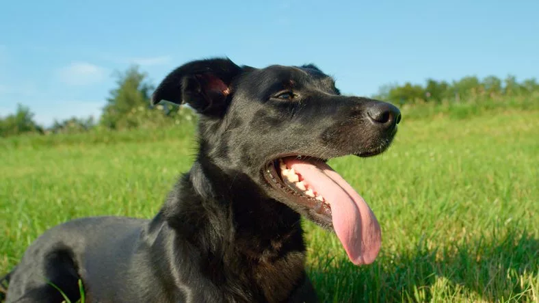 black dog with tongue out