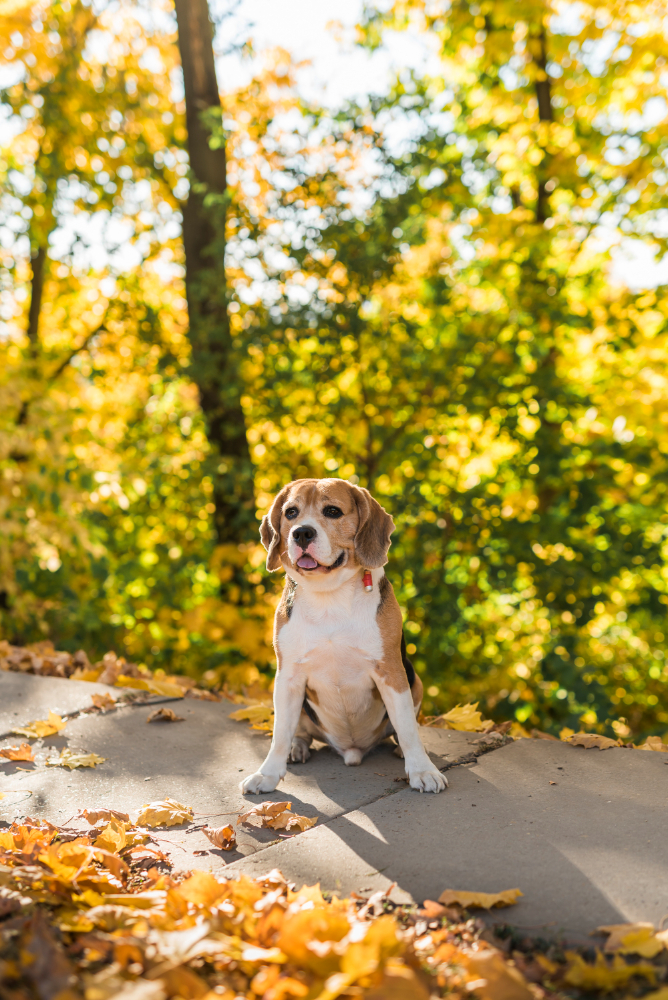 portrait-cute-beagle-dog-sitting-park