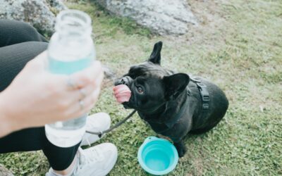 Pet Hydration and Why It’s Important During the Summer