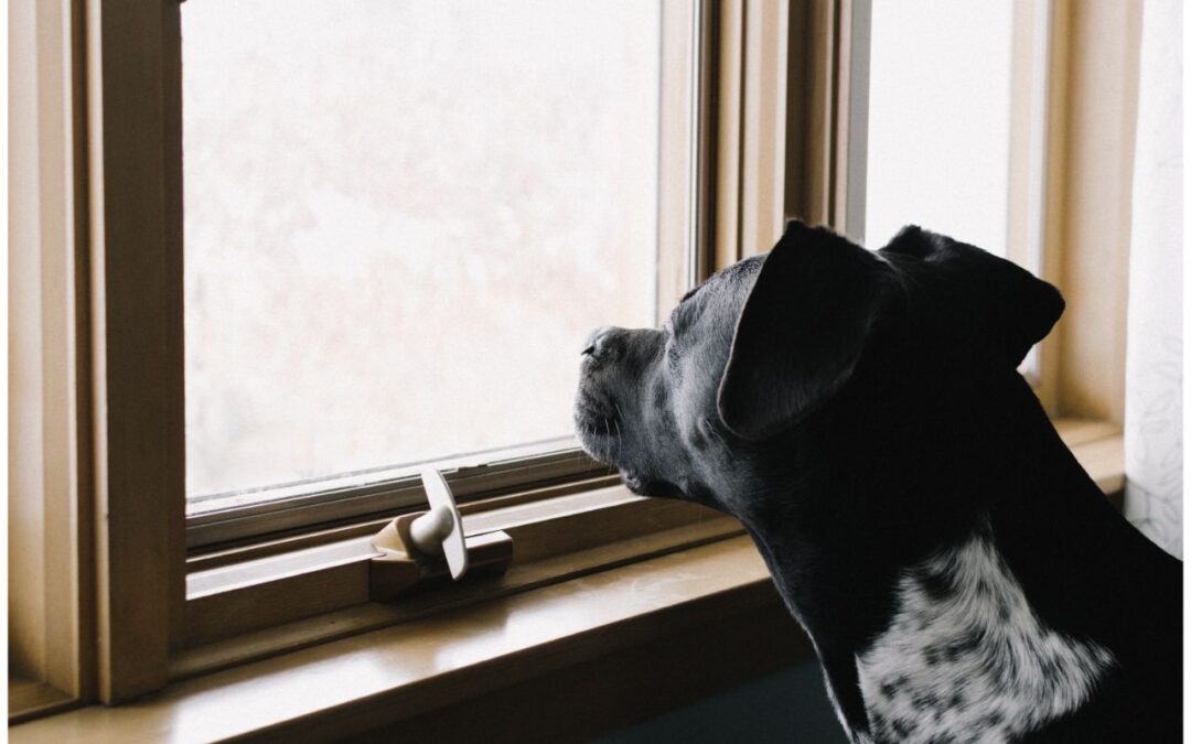 Black dog staring out of a window.